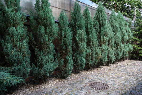 участок_IMG_7142